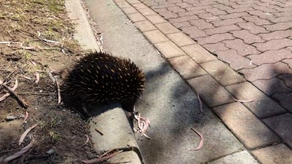 Crossed the road with this echidna to make sure cars didn’t run him over!