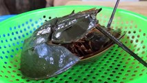Yummy cooking Horseshoe Crab Salad recipe - Cooking skill