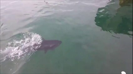 Un thon avale une mouette vivante et la recrache