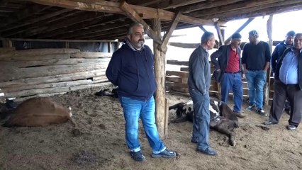 17 büyükbaş hayvan telef oldu - KIRIKKALE