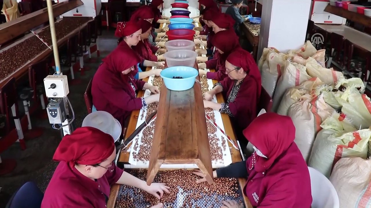 Fındık ihracatında yeni hedef Brezilya ve Meksika - ORDU