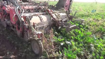 Aksaray'da pancarın şekere yolculuğu başladı