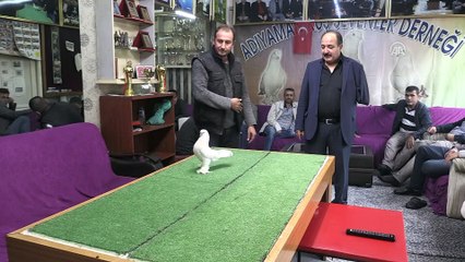 'Kral'a biçilen değer 100 bin lira - ADIYAMAN