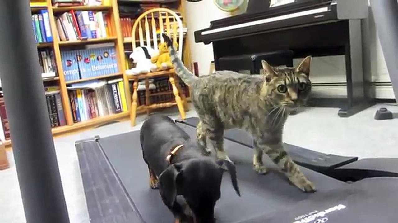 Dachshund and Cat on treadmill