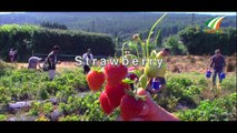 Strawberry Sunday | Sean Olohan & Jackie Olohan | Martin Varghese |Ivision Ireland