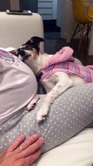 Adorable : ce chien veut sentir le bébé dans le ventre de sa maîtresse