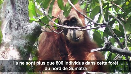 Indonésie: une espèce rare d'orang-outan menacée par un barrage