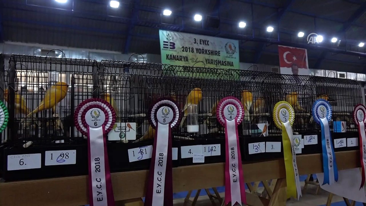 'Kanarya Güzellik Yarışması' - BALIKESİR