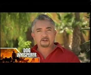 Dog Whisperer With Cesar Millan S06E02