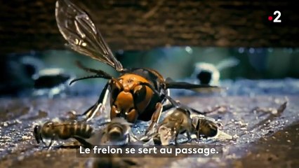 frelon-attaque-abeille-reaction-ruche