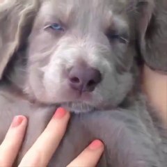 Top 200 Highlights of Animals - VERY FUNNY ANIMALS