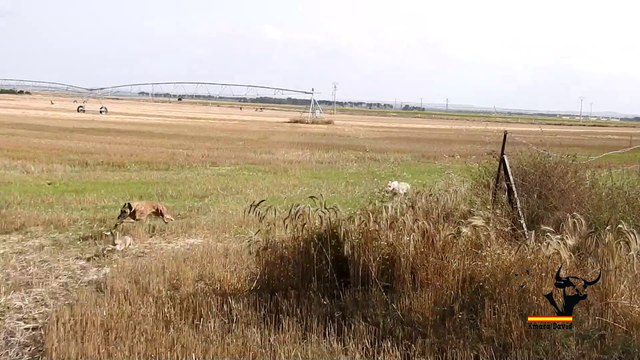 Greyhound vs hare two failed races, champion hares