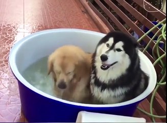 There are two kinds of dogs