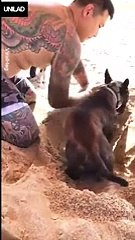 Good boi likes to be buried - aww