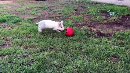 Bubbles playing with her ball