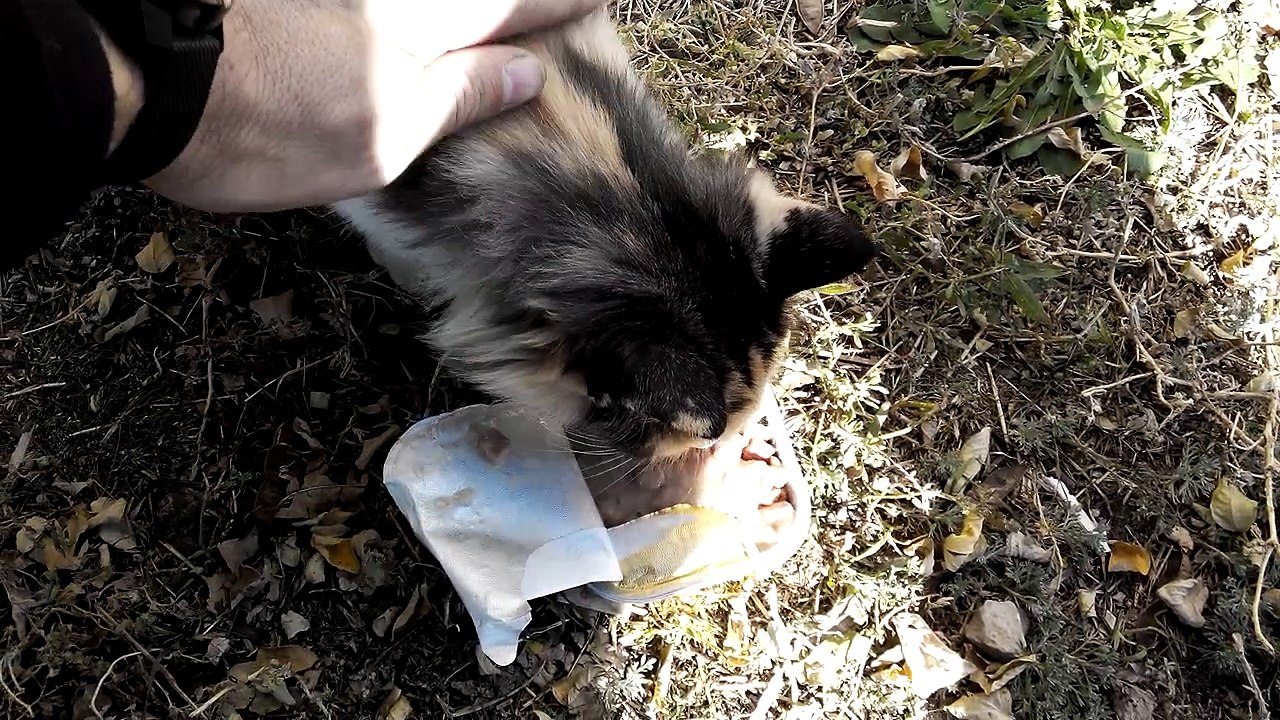 A cat with one eye and a spotted cat. Cats live near the basement. [Cat life on the street]