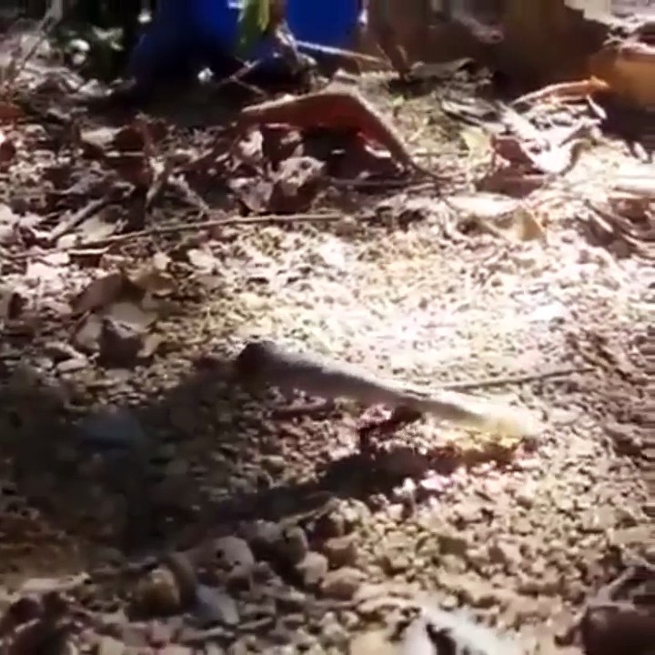 ant carrying a joint