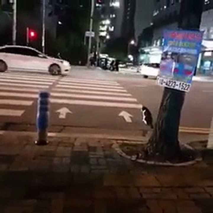 Learn lessons from kitty - aww