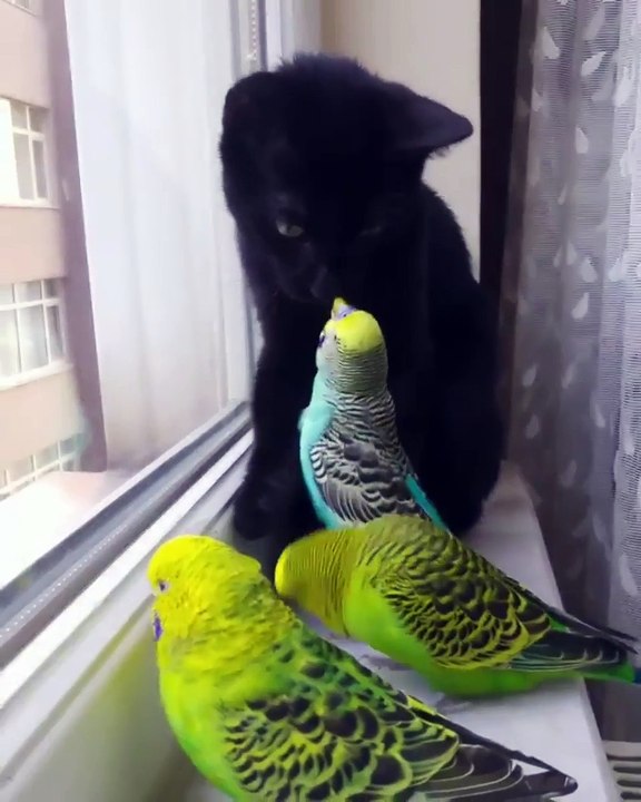 Kitty and birbs get along well