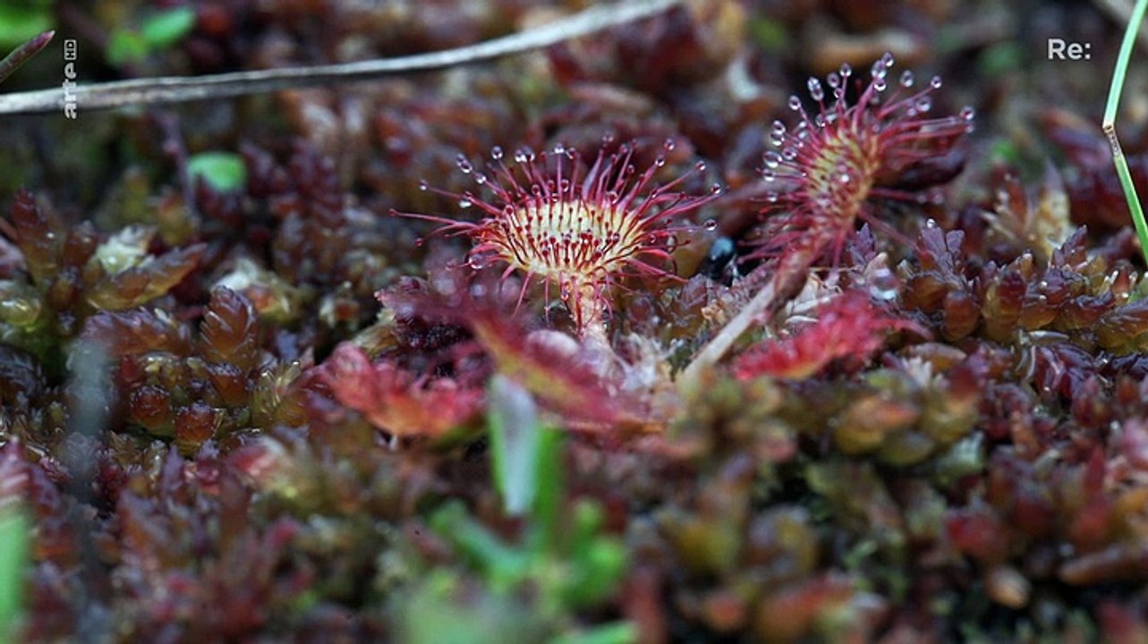 Deutsche unternehmen legen moore in baltikum trocken