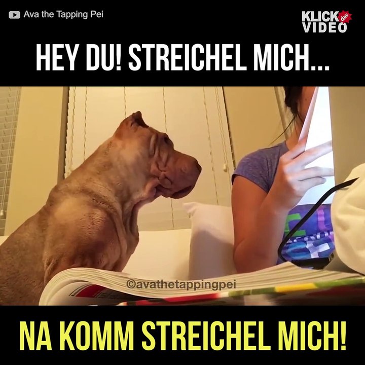 Mama hör auf zu lesen... ich will kuscheln!  Via:   YouTube.com/avathetappingpei Instagram  vathepei Snapchat  vathesharpei