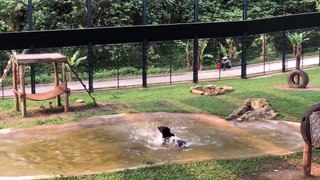 Bear released from captivity on a bile farm enjoying simple pleasures