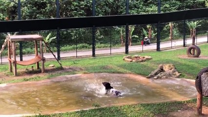 Bear released from captivity on a bile farm enjoying simple pleasures