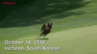 A Deer showed it's regard for golf etiquette at the LPGA Hana Bank Championship by running onto the green and jumping the ropes in front of startled spectators