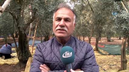 Dünyanın En Kaliteli Sofralık Zeytinlerinin Hasadı Başladı