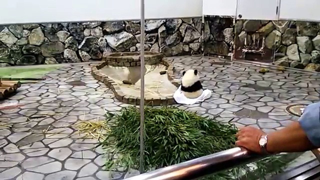 タオルで引きずられる姿が可愛いパンダ・Panda