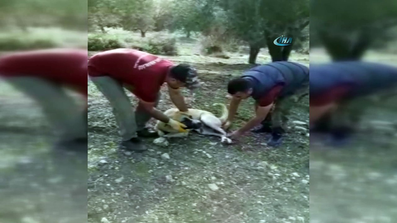Vicdansızlar ağzını ve ayaklarını bağladıkları köpeği ölüme terk etti