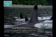 WHALE THE SMART HUNTER (GREEK SUBS)