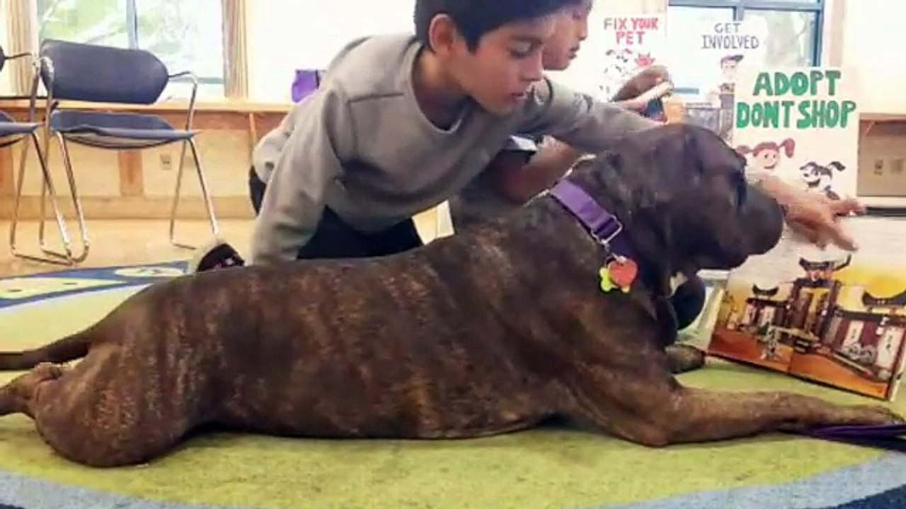 LIVE: This rescued pittie is helping these kids feel confident while ...