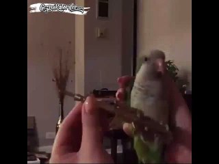 İnsanların Korkulu Rüyası Cici Kuş