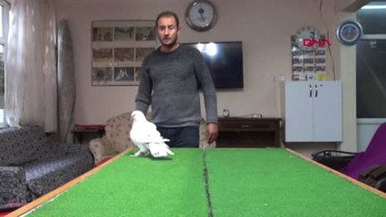 Adıyaman Güvercinine Karşılık Otomobil Teklifini Reddetti, 100 Bin Lira İstiyor