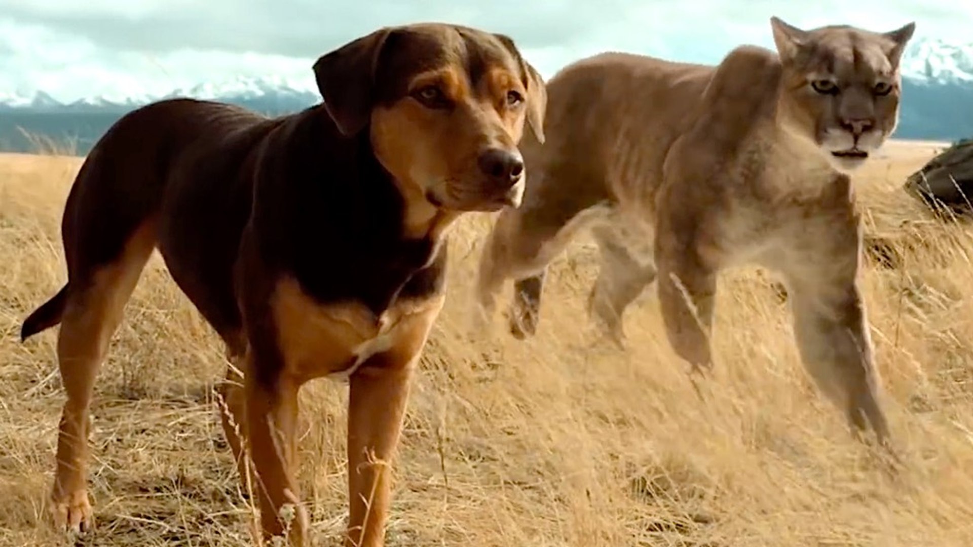 A Dog's Way Home - Official Trailer - video Dailymotion