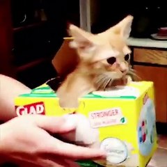 What is their obsession with boxs? Follow Vs. for more!