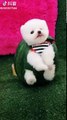 【Video】Wondering how to get a cheap costume for your dog? Just use a watermelon shell to create the cutest looks! Video: Tik Tok