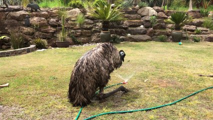 Emu Having Some Sprinkler Fun