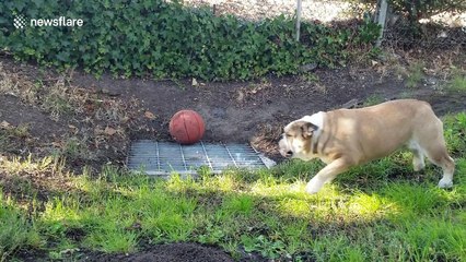 Angry bulldog barks non-stop after ball rolls onto drainage cover and gets stuck