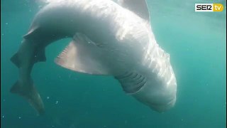 Un tiburón de gran tamaño fue avistado en España