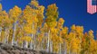 Pando, world's largest organism, is in danger of collapsing