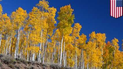 Pando, world's largest organism, is in danger of collapsing