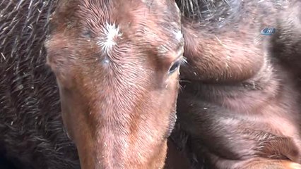 Çocukların Gözü Önünde Vahşet...çocuk Parkına Terk Edilen At Çırpınarak Can Verdi