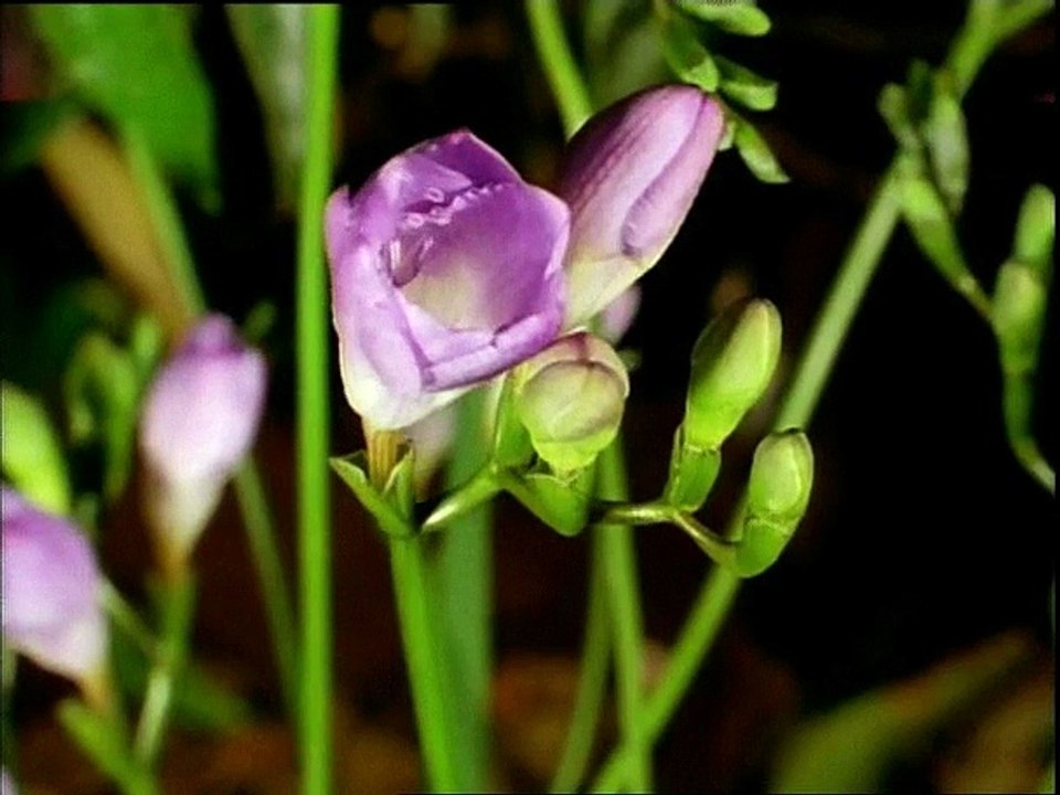 Floraisons