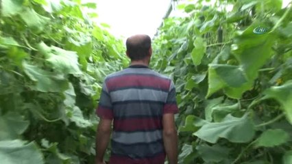 Yılda 1 Milyon 750 Bin Ton Salatılık Üretiyor, Doğunun İhtiyacının Karşılıyor