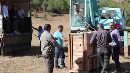 Gümüşhane’de 4 kızıl geyik doğaya salındı