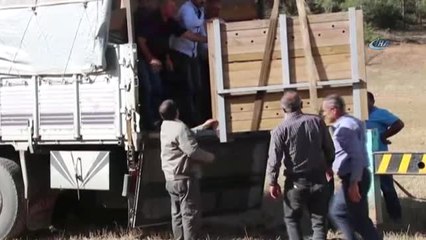 Gümüşhane'de 4 Kızıl Geyik Doğaya Salındı