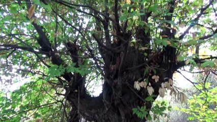 - Kestane üreticilerinin endişeli bekleyişi