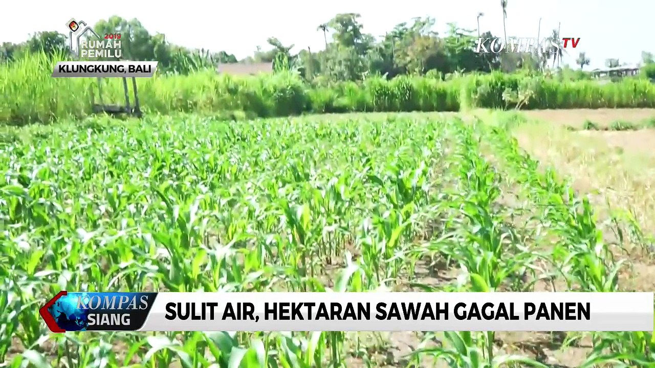 Sulit Air, Hektaran Sawah Gagal Panen